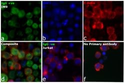 Invitrogen Goat anti-Human IgG, IgM, IgA (H+L) Secondary Antibody 2 mg;