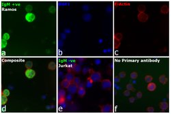 Invitrogen Goat anti-Human IgG, IgM, IgA (H+L) Secondary Antibody 2 mg;