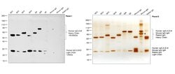 Invitrogen Goat anti-Human IgG, IgM, IgA (H+L) Secondary Antibody 2 mg;