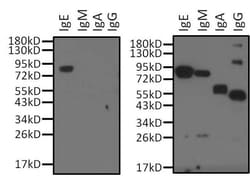 Invitrogen Goat anti-Human IgG, IgM, IgA (H+L) Secondary Antibody 2 mg;