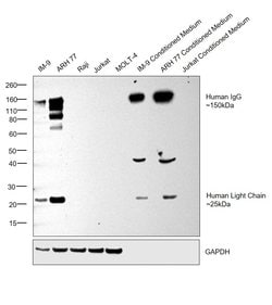 Invitrogen&trade;&nbsp;Mouse anti-Human IgG (H+L) Cross-Adsorbed Secondary Antibody