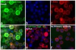 Invitrogen Rabbit anti-Human IgG (H+L) Secondary Antibody 2 mg; Unconjugated:Antibodies,