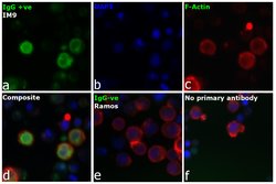 Invitrogen Rabbit anti-Human IgG (H+L) Secondary Antibody 2 mg; Unconjugated:Antibodies,