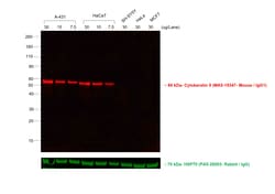 Invitrogen™ Goat anti-Mouse IgG (H+L) Secondary Antibody