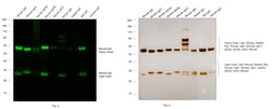 Invitrogen Goat anti-Mouse IgG (H+L) Secondary Antibody 2 mg; Unconjugated:Antibodies,