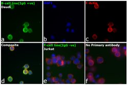 Invitrogen F(ab')2-Goat anti-Human IgG (H+L) Secondary Antibody 1 mg; Unconjugated:Antibodies,