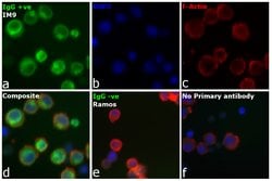 Invitrogen™ F(ab')2-Goat anti-Human IgG (H+L) Secondary Antibody