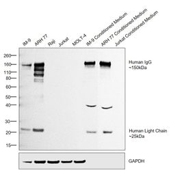 Invitrogen F(ab')2-Goat anti-Human IgG (H+L) Secondary Antibody 1 mg; Unconjugated:Antibodies,