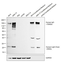 Invitrogen F(ab')2-Goat anti-Human IgG (H+L) Secondary Antibody 1 mg; Unconjugated:Antibodies,