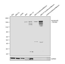 Invitrogen Goat anti-Human IgG (H+L) Secondary Antibody, HRP 2 mL; HRP:Antikörper