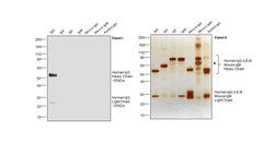 Invitrogen Goat anti-Human IgG (H+L) Secondary Antibody, HRP 2 mL; HRP:Antikörper