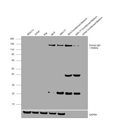 Invitrogen Goat anti-Human IgG F(ab')2 Cross-Adsorbed Secondary Antibody,