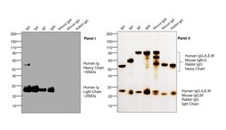 Invitrogen Goat anti-Human IgG F(ab')2 Cross-Adsorbed Secondary Antibody,