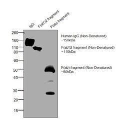 Invitrogen Goat anti-Human IgG F(ab')2 Cross-Adsorbed Secondary Antibody,