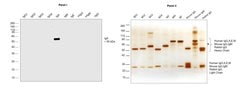 Invitrogen Goat anti-Human IgA (Heavy chain) Secondary Antibody, HRP 2