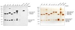 Invitrogen Goat anti-Human IgG, IgM, IgA (H+L) Secondary Antibody, HRP