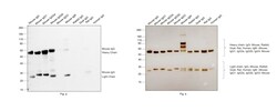 Invitrogen&trade;&nbsp;Goat anti-Mouse IgG (H+L) Cross-Adsorbed Secondary Antibody, HRP