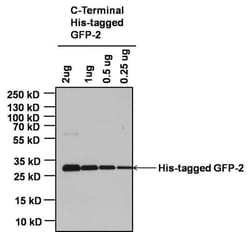 Invitrogen Goat anti-Mouse IgG Fc Cross-Adsorbed Secondary Antibody, HRP
