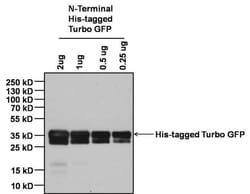 Invitrogen Goat anti-Mouse IgG Fc Cross-Adsorbed Secondary Antibody, HRP