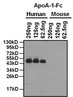 Invitrogen Goat anti-Mouse IgG Fc Cross-Adsorbed Secondary Antibody, HRP