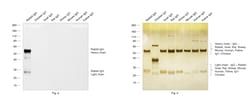 Invitrogen Goat anti-Rabbit IgG (H+L) Secondary Antibody, HRP 200 &mu;L | Buy Online | Invitrogen&trade; | Fisher Scientific