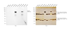Invitrogen&trade;&nbsp;Goat anti-Rat IgM Secondary Antibody, HRP