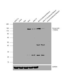 Invitrogen Goat anti-Human IgG F(ab')2 Secondary Antibody, HRP 2 mL; HRP:Antibodies,