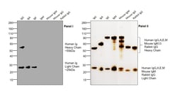 Invitrogen Goat anti-Human IgG F(ab')2 Secondary Antibody, HRP 2 mL; HRP:Antibodies,