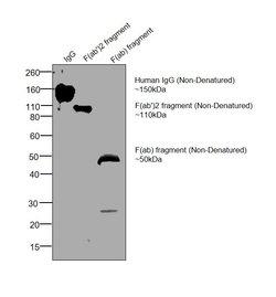 Invitrogen Goat anti-Human IgG F(ab')2 Secondary Antibody, HRP 2 mL; HRP:Antibodies,