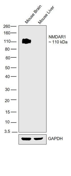 Invitrogen NMDAR1 Monoclonal Antibody (54.1) 100 &mu;g; Unconjugated:Antibodies,
