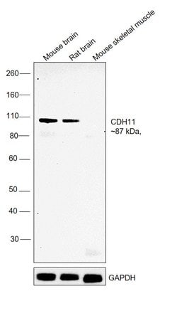 Invitrogen CDH11 Monoclonal Antibody (5B2H5) 100 &mu;g; Unconjugated:Antibodies,