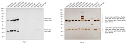 Invitrogen Goat anti-Mouse IgG (H+L) Poly-HRP Secondary Antibody, HRP 500