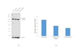 Invitrogen P-cadherin Monoclonal Antibody (12H6) 100 &mu;g; Unconjugated:Antibodies,