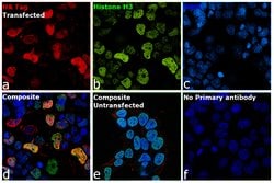 Invitrogen&trade;&nbsp;HA Tag Monoclonal Antibody (5B1D10)