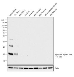 Invitrogen Synuclein alpha/beta Monoclonal Antibody (Syn 202) 100 &mu;g;