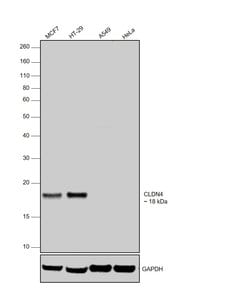 Invitrogen Claudin 4 Monoclonal Antibody (3E2C1) 100 &mu;g; Unconjugated:Antibodies,
