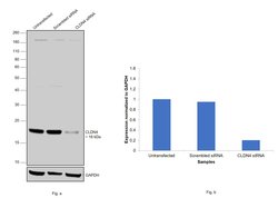 Invitrogen Claudin 4 Monoclonal Antibody (3E2C1) 100 &mu;g; Unconjugated:Antibodies,
