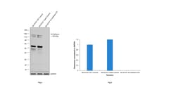 Invitrogen N-cadherin Monoclonal Antibody (3B9) 100 &mu;g; Unconjugated:Antibodies,