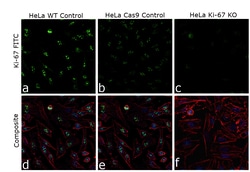 Invitrogen Ki-67 Monoclonal Antibody (7B11), FITC 100 &mu;g; FITC:Antibodies,