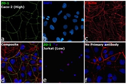 Invitrogen™ ZO-1 Monoclonal Antibody (ZO1-1A12)