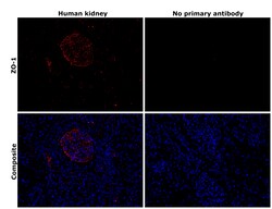 Invitrogen ZO-1 Monoclonal Antibody (ZO1-1A12) 100 &mu;g; Unconjugated:Antibodies,