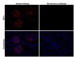 Invitrogen ZO-1 Monoclonal Antibody (ZO1-1A12) 100 &mu;g; Unconjugated:Antibodies,