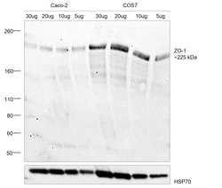 Invitrogen ZO-1 Monoclonal Antibody (ZO1-1A12) 100 &mu;g; Unconjugated:Antibodies,