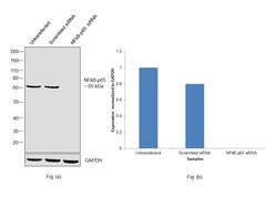 Invitrogen NFkB p65 Monoclonal Antibody (2A12A7) 100 &mu;g; Unconjugated:Antibodies,