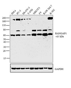 Invitrogen RANGAP1 Monoclonal Antibody (19C7) 100 &mu;g | Buy Online | Invitrogen&trade; | Fisher Scientific