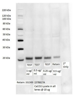 Invitrogen Occludin Monoclonal Antibody (OC-3F10), HRP 100 &mu;g | Buy Online | Invitrogen&trade; | Fisher Scientific