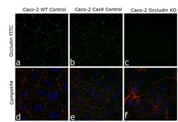 Invitrogen Occludin Monoclonal Antibody (OC-3F10), Alexa Fluor 488 100