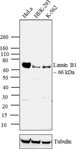 Invitrogen Lamin B1 Monoclonal Antibody (L-5) 100 &mu;g; Unconjugated:Antibodies,
