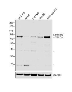 Invitrogen Lamin B2 Monoclonal Antibody (E-3) 100 &mu;g; Unconjugated:Antibodies,