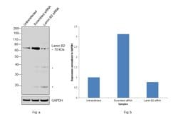 Invitrogen Lamin B2 Monoclonal Antibody (E-3) 100 &mu;g; Unconjugated:Antibodies,